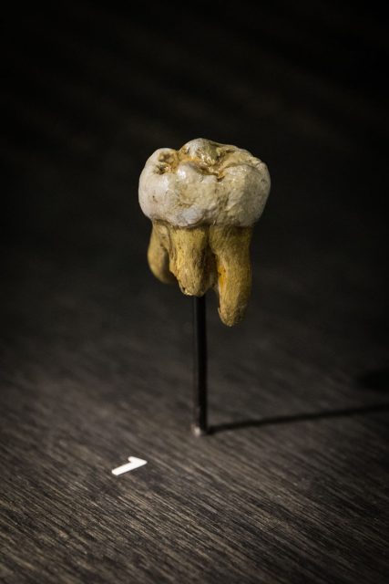 Replica of a Denisovan molar, originally found in Denisova Cave in 2000, at the Museum of Natural Sciences in Brussels, Belgium. Photo: Thilo Parg – CC BY-SA 3.0