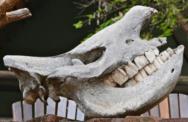 White Rhino Skull. Photo:Bernard DUPONT CC BY-SA 2.0