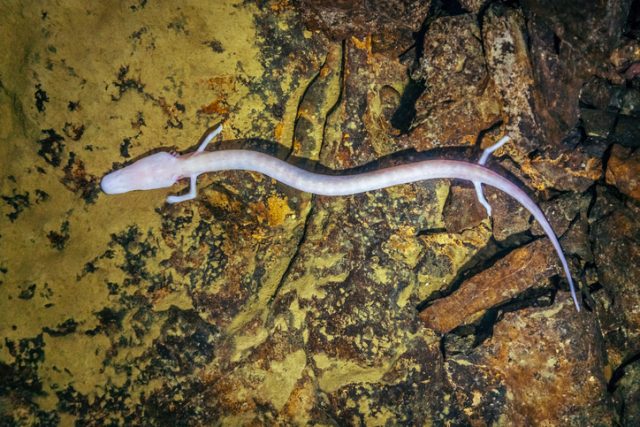 Olm, Proteus anguinus (human fish) in the subterranean waters of Karst region in Slovenia.