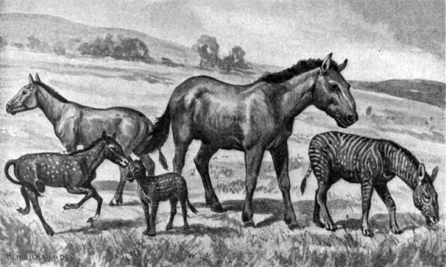 Illustration of extinct horses. From left to right: Mesohippus, Neohipparion, Eohippus, Equus scotti and Hypohippus.