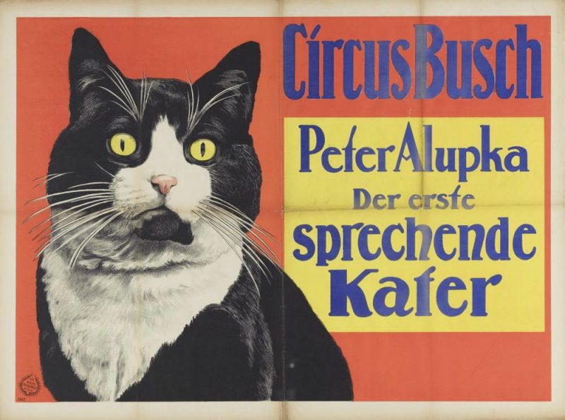 Circus Busch. Peter Alupka. The first ever talking cat