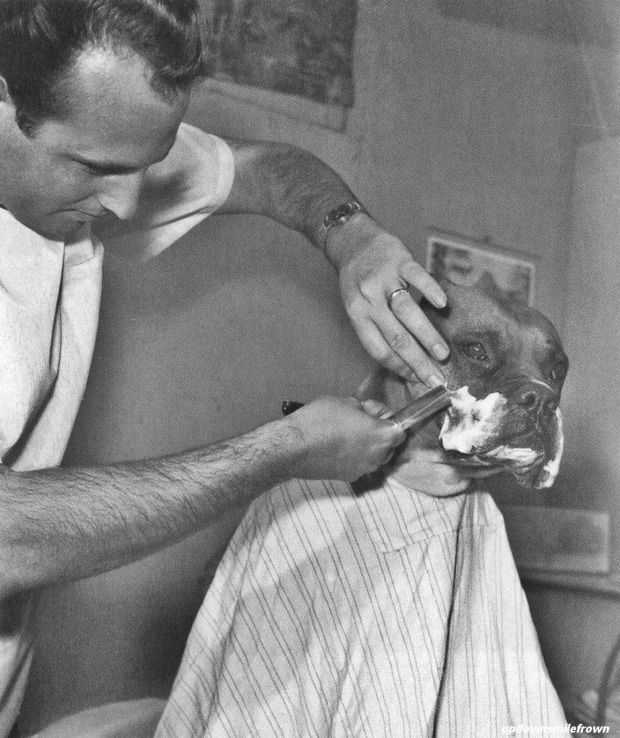Television celebrity bulldog Fritz gets a shave from a Californian barber. April, 1961
