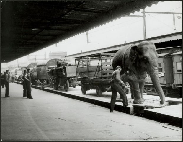 Wirths Circus arrives in Melbourne, Australia in 1948. Alice the 102 year old elephant helps unload the trains.
