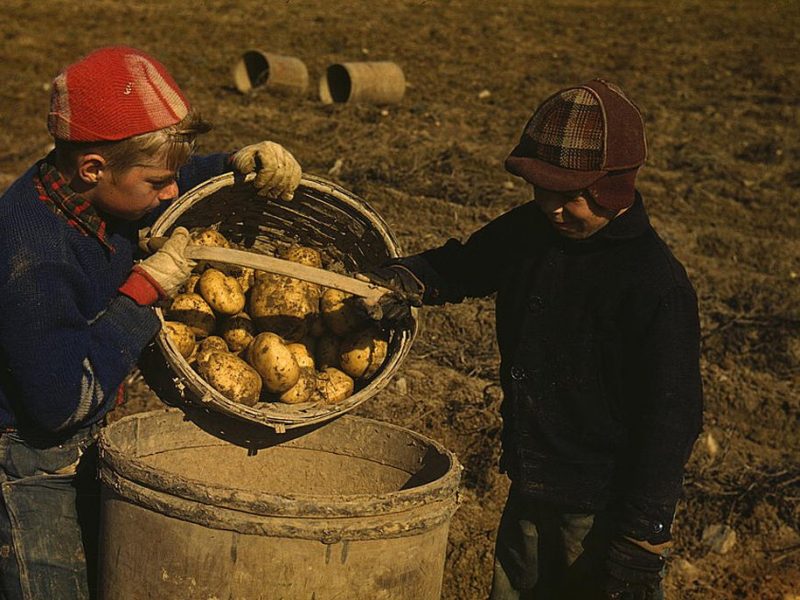 Schools did not open until the potatoes are harvested