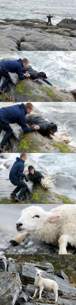 This picture of two Norwegian guys rescuing a sheep from the ocean.
