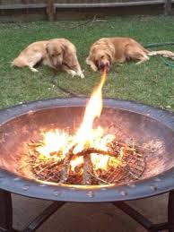 dragon dog fire