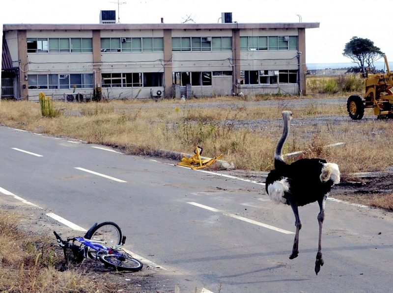 fukushima ostrich running