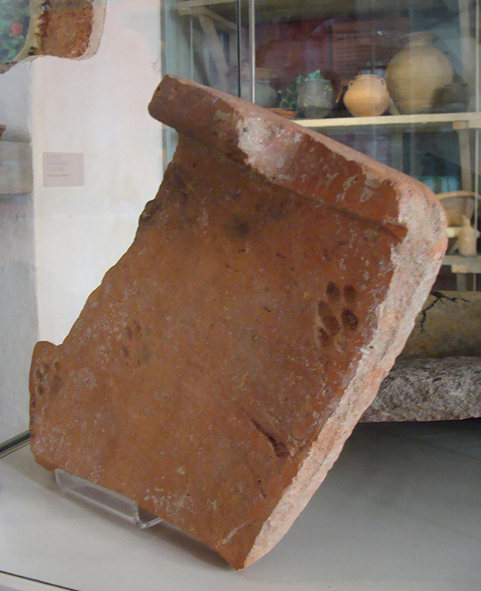 clay-paw-print-cat-roman-tile-gloucestershire-4