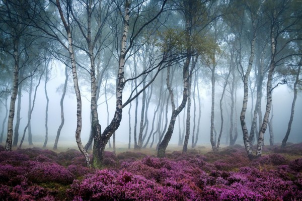 stanton-moor-5042x3151-peak-district-uk-forest-wildflowers-fog-5363-1024x683