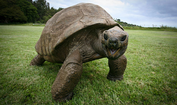 182-year-old-tortoise-jonathan-4