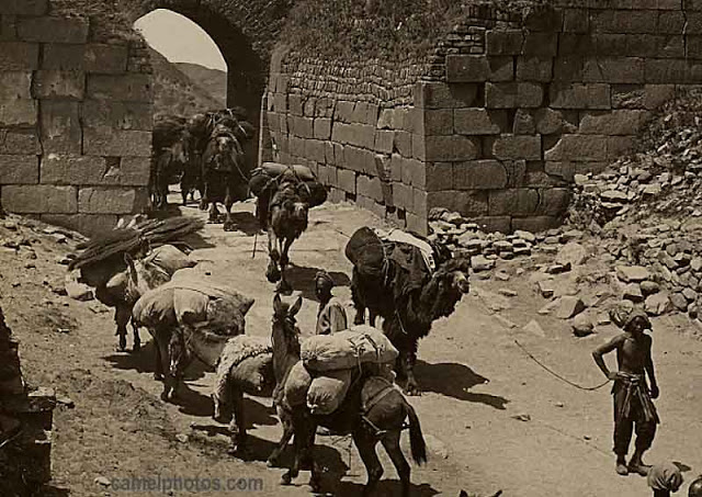 A small camel train and some donkeys from Mongolia enroute to Peking, passing through the Pa-ta-ling Gatway of the Great Wall of China, 1902
