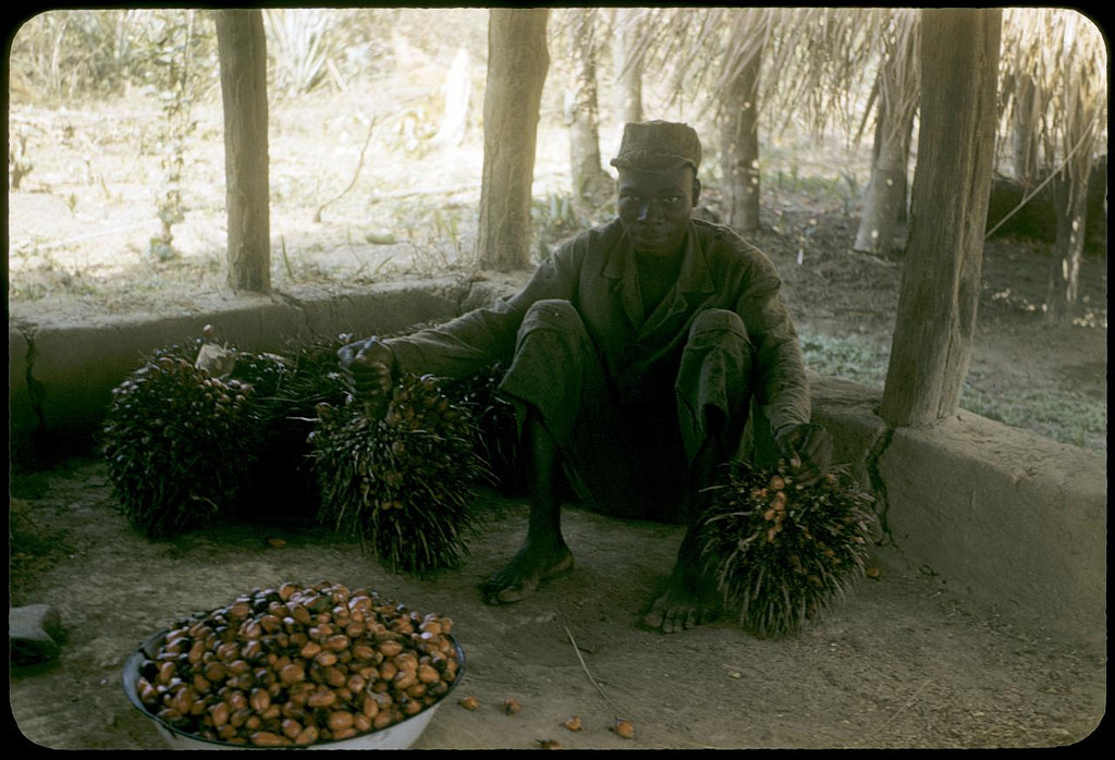 My informant Yalawu and palm nuts at his farm near Wozi, 1958. William Gotwald Liberia mission slides, 1957-1960. ELCA Archives scan. http://www.elca.org/archives