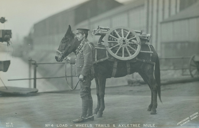 Mule carrying wheels, trails and axeltree of 75 mm Mountain Artillery. Five mules were needed to carry all the equipment.