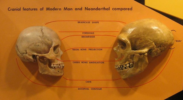 Anatomical comparison of skulls of Homo sapiens (left) and Homo neanderthalensis (right)Source