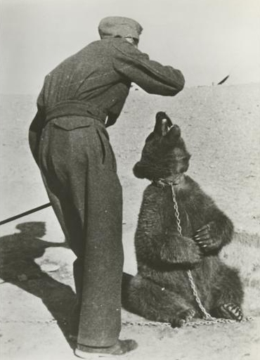 Polish Soldier in Iran with Wojtek bear, 1941. source