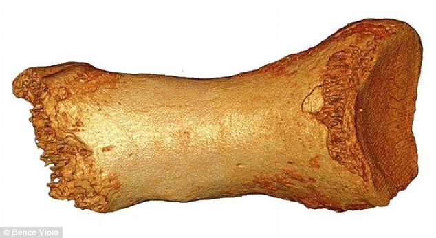dorsal bone Source Bence Viola