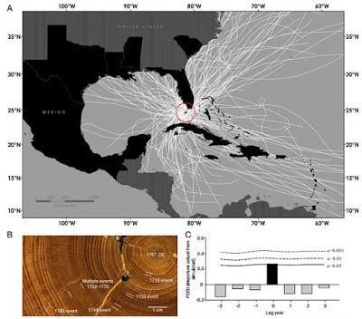 It was a time of rapid trading from the New World to Spain and storms were the major cause for a ship's demise. The tree-rings showed that between 1645 to 1715, the Caribbean had the fewest hurricanes since 1500 and there was a 75% drop that coincided with low sunspot activity Read more at: http://archaeologynewsnetwork.blogspot.mk/2016/03/shipwrecks-tree-rings-reveal-caribbean.html#.VxofnDB96Uk Follow us: @ArchaeoNewsNet on Twitter | groups/thearchaeologynewsnetwork/ on FacebookSource Valerie Trouet, University of Arizona.