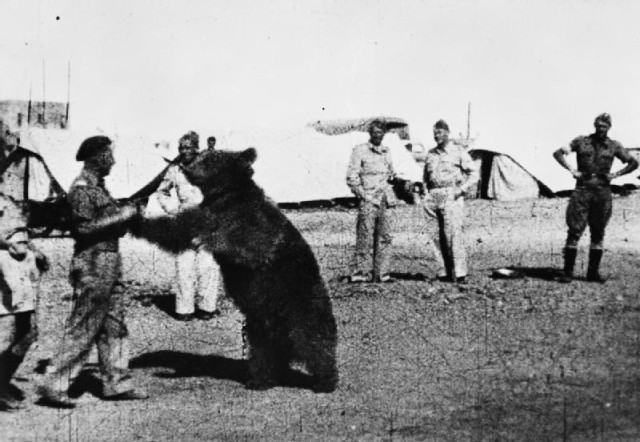 Troops of the Polish 22 Transport Artillery Company (Army Service Corps, 2nd Polish Corps) watch as one of their comrades play wrestles with Wojtek (Voytek) their mascot bear. source