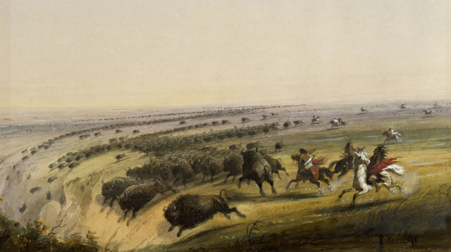Depiction of Bison being driven over a "buffalo jump" Source