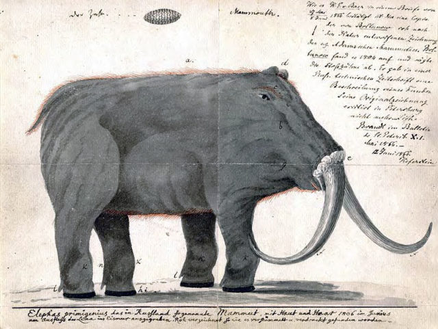 Copy of an interpretation of the Adams mammoth carcass from around 1800, with Blumenbach's handwriting.source