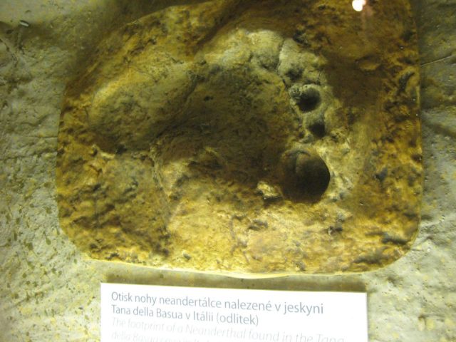 Neanderthal (Homo neanderthalensis) footprint in the Natural History Museum in Prague.source