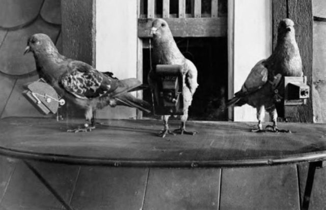 Pigeons fitted with cameras. Source