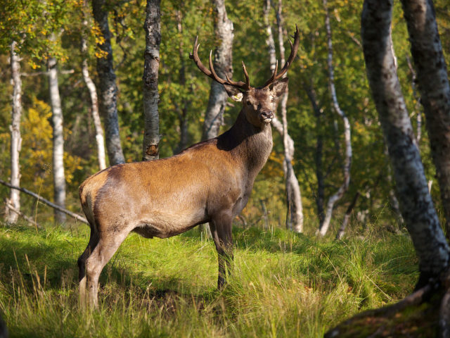 Red Deer (Cervus elaphus), Bardu, Norway Source