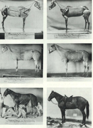 The series of photographs documenting the process of stuffing Comanche. Source