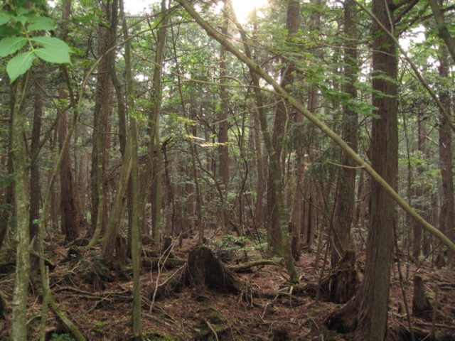 Aokigahara forest in Yamanashi, Japan. Source