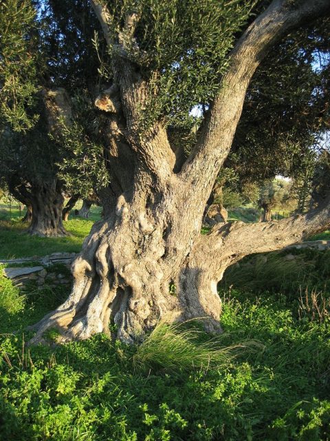 Olive Tree Source