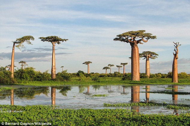 The distinctive baobab trees of Madagascar (pictured) are just some of the rare and unusual species that have evolved in Madagascar.Source