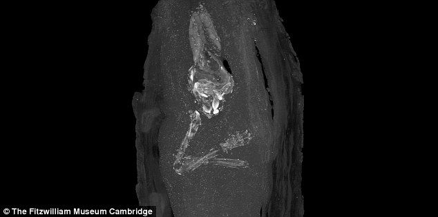 micro CT scan image of the upper limbs and skull of foetus. the Fitzwilliam Museum in Cambridge 