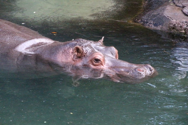 Mostly submerged hippo with exposed eyes, ears, and nostrils. Author: Loadmaster (David R. Tribble) CC BY-SA3.0