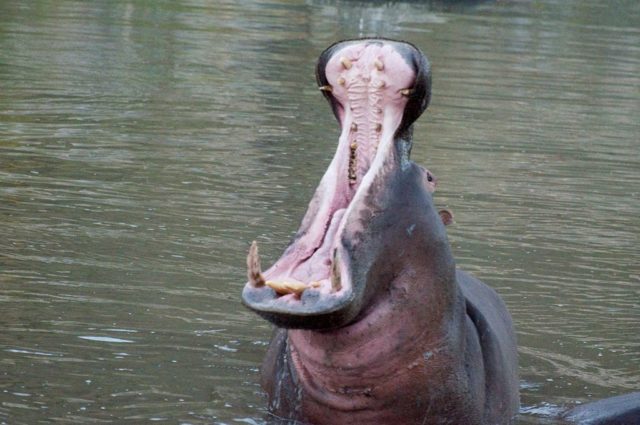 Characteristic "yawn" of a hippo. By Jon Connell - Yawning hippo, CC BY 2.0, https://commons.wikimedia.org/w/index.php?curid=28206436