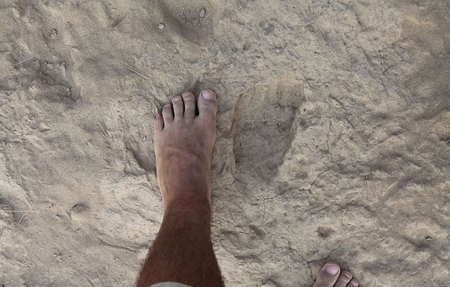 the footprints are indistinguishable from those of a modern barefoot human, with similar foot anatomies and mechanics. Source: Kevin Hatala