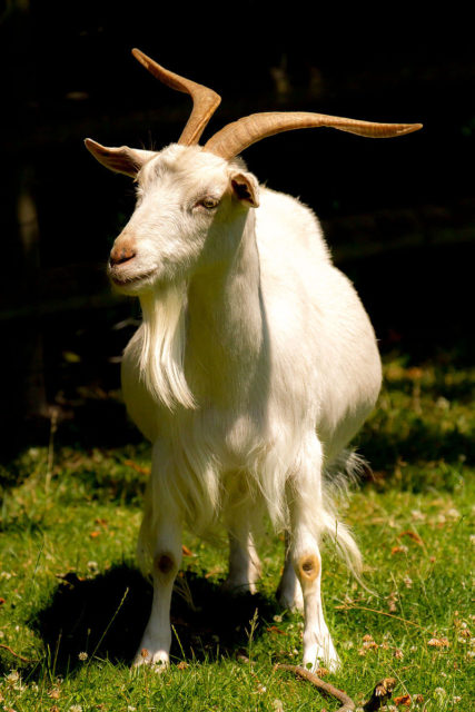 Goat Source:By Michael Palmer - Own work, CC BY-SA 4.0, https://commons.wikimedia.org/w/index.php?curid=37061029