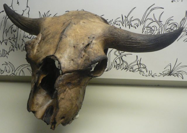 B. antiquus skull Source
