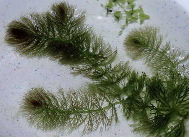 Ceratophyllum Submersum .Source