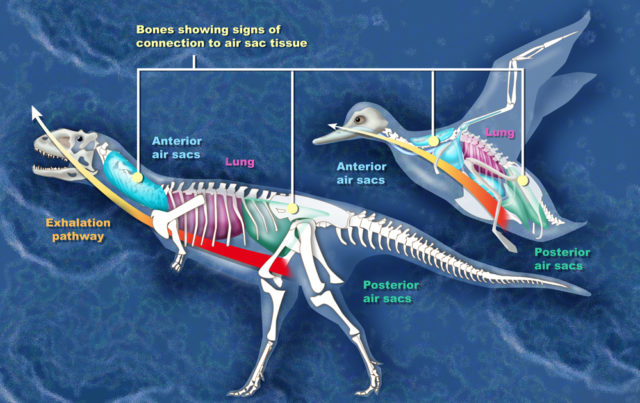  Comparison between the air sacs of Majungasaurus and a bird (duck) Source Wikipedia Public Domain