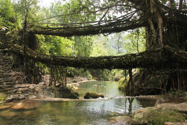 Double living root bridge in East Khasi HillsBy Arshiya Urveeja Bose - Flickr, CC BY 2.0, https://commons.wikimedia.org/w/index.php?curid=17238490