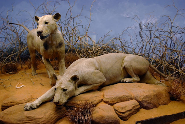 The Tsavo Man-Eaters on display in the Field Museum of Natural History in Chicago, Illinois. By Superx308 Jeffrey Jung email: superx308 at gmail.com - Own work, CC BY-SA 3.0, https://commons.wikimedia.org/w/index.php?curid=3596511