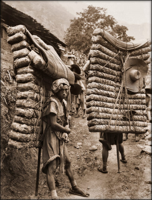 Men, human porters, laden with brick tea in a 1908 By ralph repo - Flickr: Men Laden With Tea, Sichuan Sheng, China [1908 Ernest H. Wilson [RESTORED]]. The original can also be seen at the Ernest Henry Wilson’s photographs site at Harvard., CC BY 2.0, https://commons.wikimedia.org/w/index.php?curid=15719140