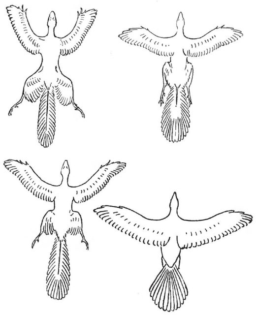 Proposed development of flight in a book from 1922 Tetrapteryx, Archaeopteryx, Hypothetical Stage, Modern Bird e Source Wikipedia Public Domain
