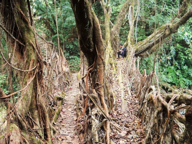 The double living root bridge of Padu Village. By Anselmrogers - Own work, CC BY-SA 4.0, https://commons.wikimedia.org/w/index.php?curid=44099983