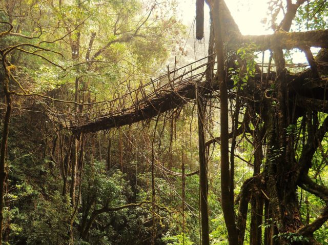 This living root bridge is the longest known example.By Anselmrogers - Own work, CC BY-SA 4.0, https://commons.wikimedia.org/w/index.php?curid=44099496