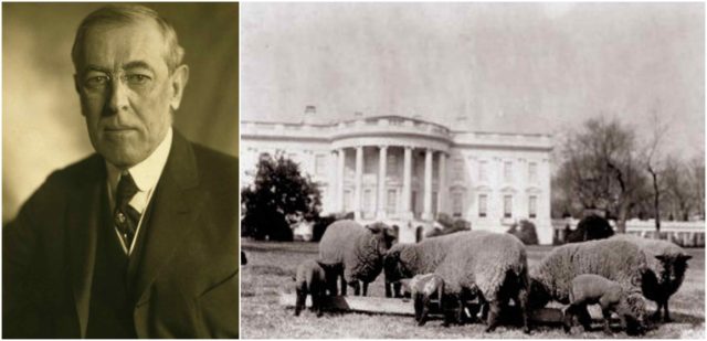 Left photo - Woodrow Wilson. Source, Right photo - Sheep graze on the South Lawn during the administration of Woodrow Wilson. Source