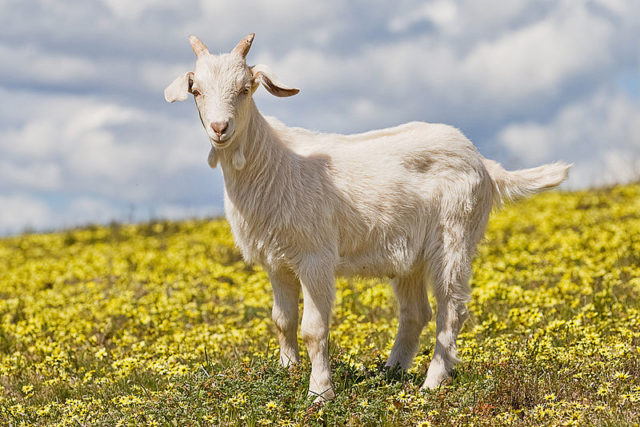 Goat Photo Credit 