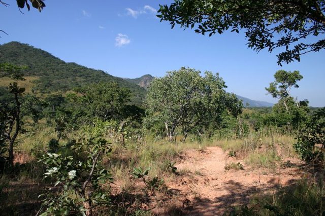 Miombo forest Photo Credit