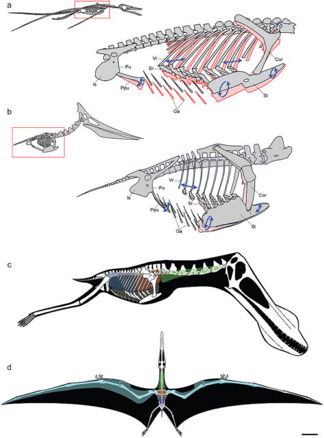 breathing motion (top two) and internal air sac system of pterosaurs