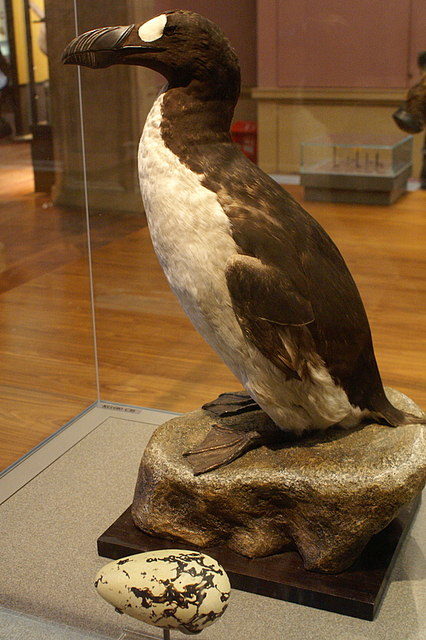 A large, stuffed bird with a black back, white belly, heavy bill, and white eye patch stands, amongst display cases and an orange wall. By Mike Pennington, CC BY-SA 2.0, https://commons.wikimedia.org/w/index.php?curid=13812423